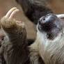 Florida bans sloth imports after dozens die at Orlando park