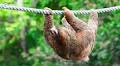 Caring Scientist Builds Life-Saving Rope Bridges Between Trees for Wayward Sloths in Costa Rica