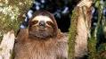 7 Sloth Superpowers (Like Farting to Float) Just in Time for International Sloth Day