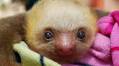 Baby Sloth's Precious Tiny Squeaks Are the Gift That Keeps on Giving