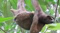 Bridges in the sky carry sloths to safety in Costa Rica