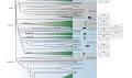 Convergent genome evolution shaped the emergence of terrestrial animals