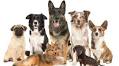 Dog Skull Analysis Rewrites Evolution of Humanity's Best Friend