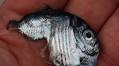 How fishes of the deep sea have evolved into different shapes