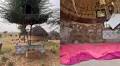 Watch: Rajasthan Farmer Spends 10 Years Building Treehouse With Luxurious Interior
