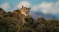 Parfums Christian Dior extends partnership with WWF to protect big cats around the world