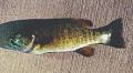 All About the bass