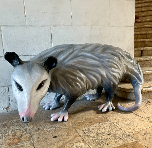 "I know the possum lick" is a sick bass guitar x opossum mashup ...