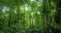 From São Paulo to Belém: Brazil lays the groundwork for a trillion-dollar transition ahead of COP30