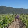 Aconcagua Valley Harvest 2026