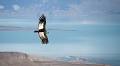 9 of the best wildlife experiences in Patagonia: what to see and where