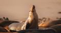Galapagos Cruise With HX Hurtigruten & Mashpi Lodge