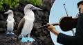 A Galápagos orchestra played for the volcanic islands’ biodiversity. And it was incredibly moving...