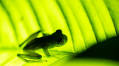 First, the frogs died. Then people got sick.