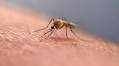 First New Malaria Drug in Years Performs Strongly in Late-Stage Testing