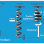 How twisted fibers could help robots move nimbly