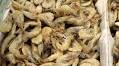 China Announces 2025 Tariff Increases on Key Seafood Imports