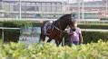 Macau Jockey Club has shipped 177 horses to Doumen in Zhuhai since closure