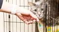 New local homes are being found for the Macau Jockey Club’s ‘working cats’