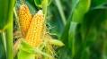 Genetically Modified and Irradiated Food: Facts versus Fiction