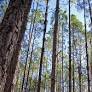 Florida Wildlife Corridor launches Longleaf to Lighthouse expedition