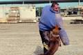 News - Military Working Dogs Keeping Troops Safe