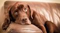 Dog trainer settles debate on whether you should let your dog on the sofa