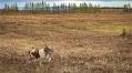 A Day to Remember: Grouse Hunting in Alaska