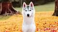 Creators On The Rise: Skaya Siberian is a “part-time wolf, full-time princess”