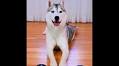 Doggo accepts that she’s a drama queen, leaves netizens in splits | Trending