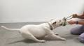 Dogs can become addicted to everyday item, study warns