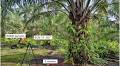 Outdoor RGB and Point Cloud Depth Dataset for Palm Oil Fresh Fruit Bunch Ripeness Classification and Localization