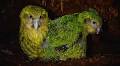 Amazing kākāpō gets small dose of good news