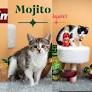 Sevier County Humane Society's creative photos help pets find forever homes