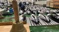 Week 39 Japan tuna roundup: Norway bluefin arrives at $32/kg