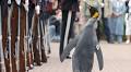 Norway Has a Knighted Penguin That’s an Actual Brigadier