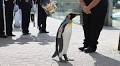 Attention! Penguin promoted to Major General in Norwegian army