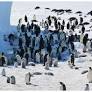 Emperor penguin and Antarctic fur seal now Endangered due to climate change – IUCN Red List - Press release