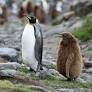 Drowned chicks and food scarcity: Emperor penguin and Antarctic fur seal now endangered