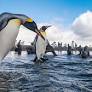 Red List alarm: Emperor penguins, Antarctic fur seals 'Endangered'