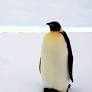 Emperor Penguins Are Now Endangered, a New Assessment Finds