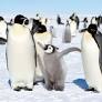 As Their Antarctic Habitat Melts Away, Emperor Penguins Are Now Considered an Endangered Species
