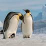 Emperor penguins have just been declared endangered