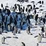 Emperor Penguin and Antarctic Fur Seal Downgraded to ‘Endangered’ Due to Climate Change
