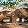 Swim with Whale Sharks and Spot Hippos and Tortoises in the "Galápagos of Africa"