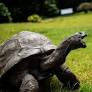 What’s the longest living land animal? Meet the ‘giant’ that’s older than Yellowstone National Park