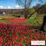 Thousands of tulips at the Château de Dampierre in Yvelines, captured in photos and video! Events planned.