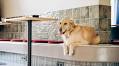 Internet Can’t Cope as Golden Retriever Patiently Awaits Pup Cup—’Precious’