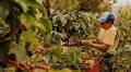 Climate Change Forces Starbucks Deeper into Coffee R&D