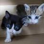 BBC finds electrocuted, drowned and starved cats in online torture groups